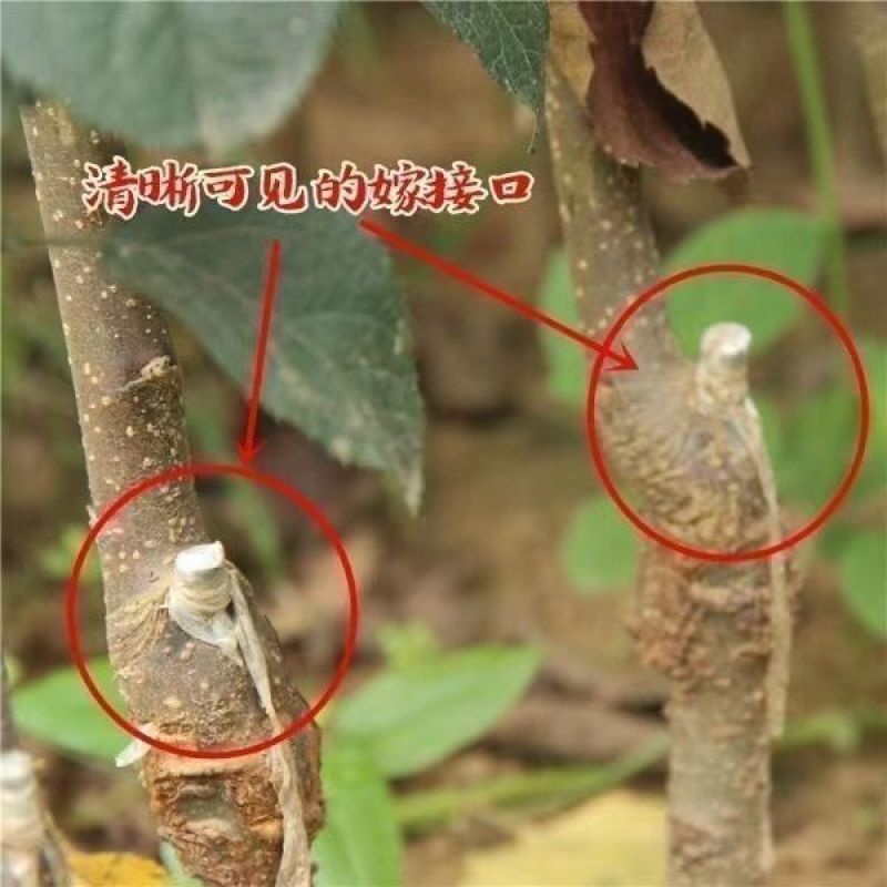 红玉苹果树苗南北方庭院地栽特大阳台盆栽正宗嫁接耐寒抗旱果