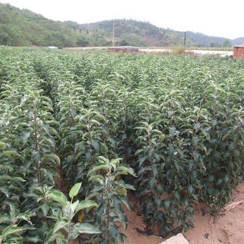 红玉苹果树苗南北方庭院地栽特大阳台盆栽正宗嫁接耐寒抗旱果