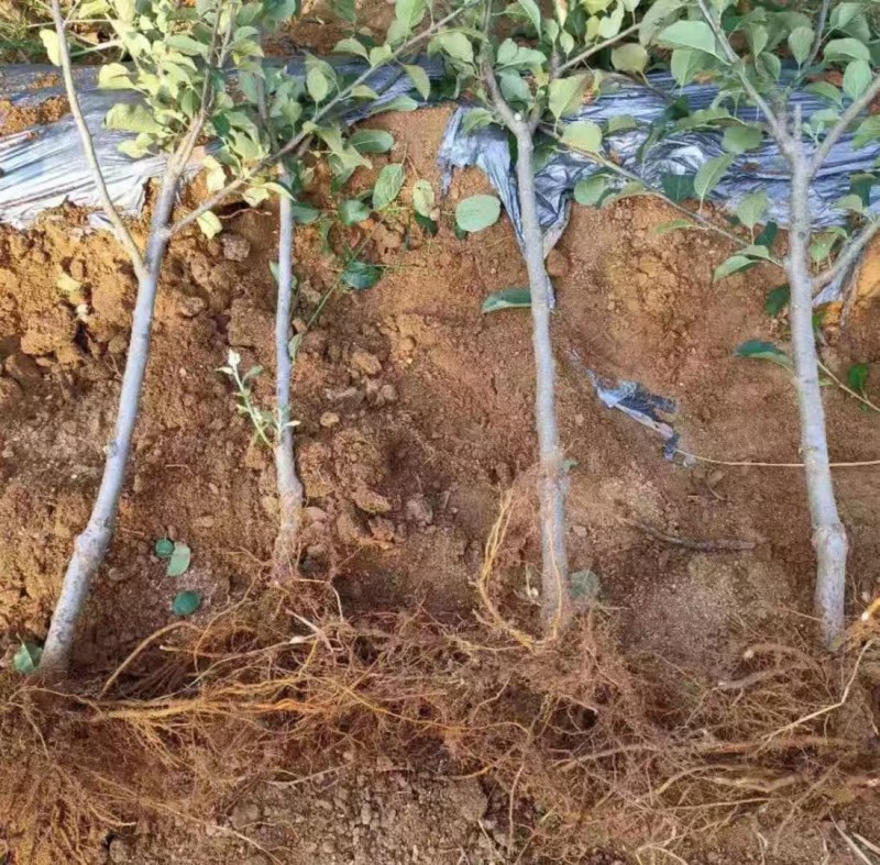 红玉苹果树苗南北方庭院地栽特大阳台盆栽正宗嫁接耐寒抗旱果
