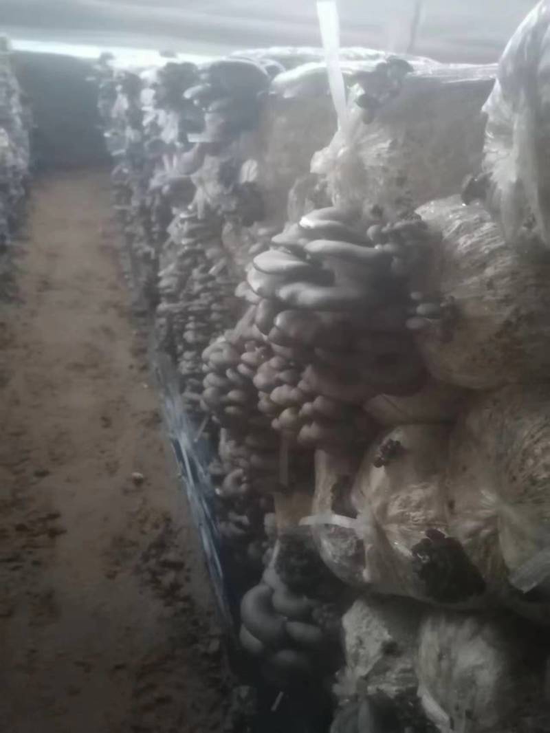 新鲜小黑平菇大量供应品质保证欢迎咨询