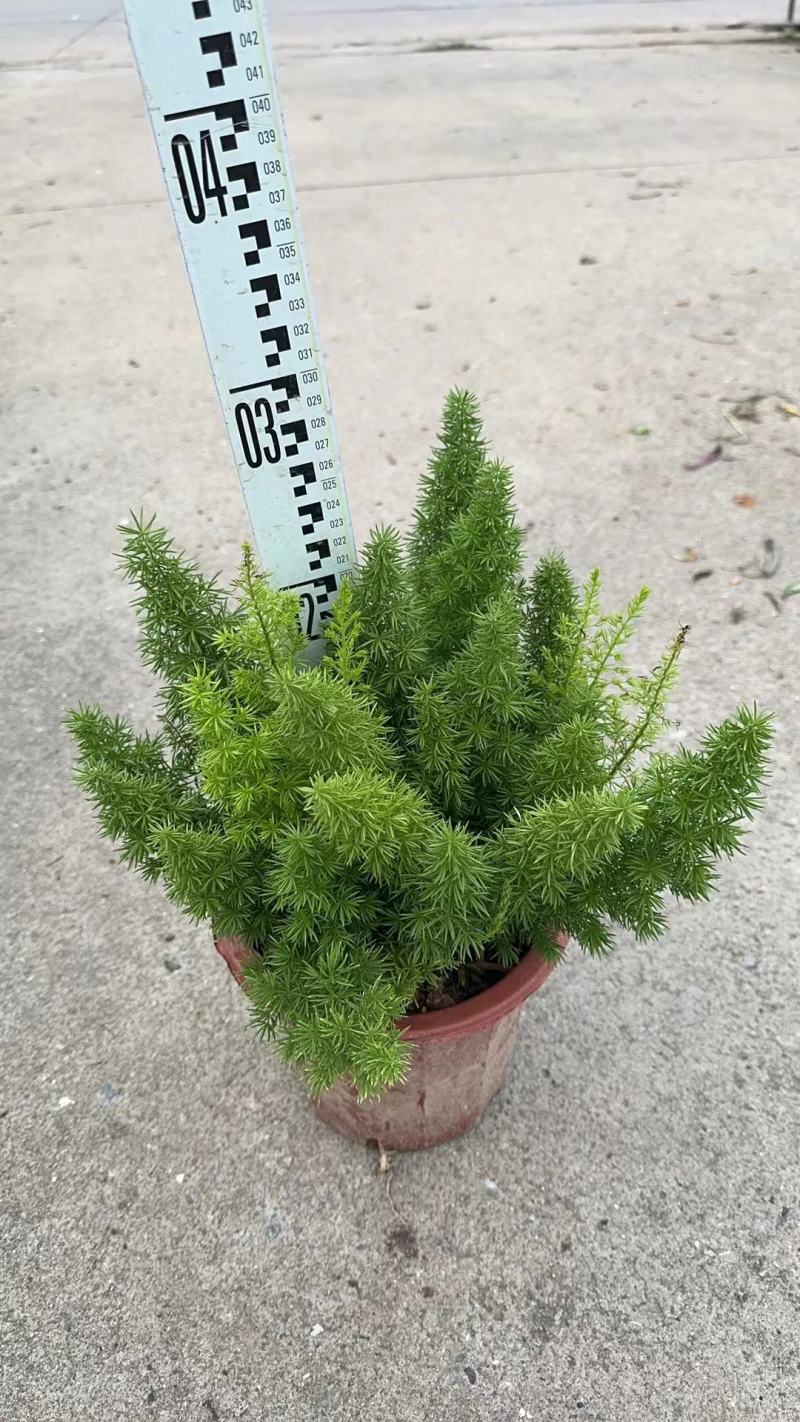 狐尾天门冬