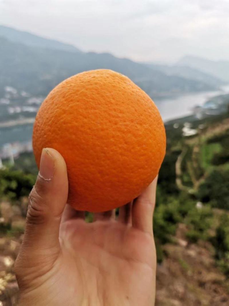 脐橙大量上市，对接市场社会团购电商，一手货源，诚信