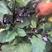 璐玉黑元帅茄子种子紫黑亮丽圆茄种子果肉细嫩抗病性强