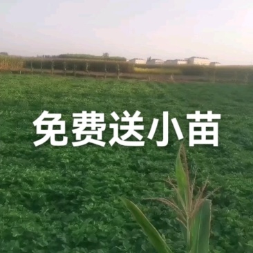 脱毒甜查理草莓苗