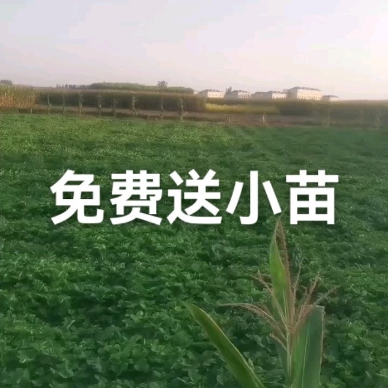 脱毒甜查理草莓苗