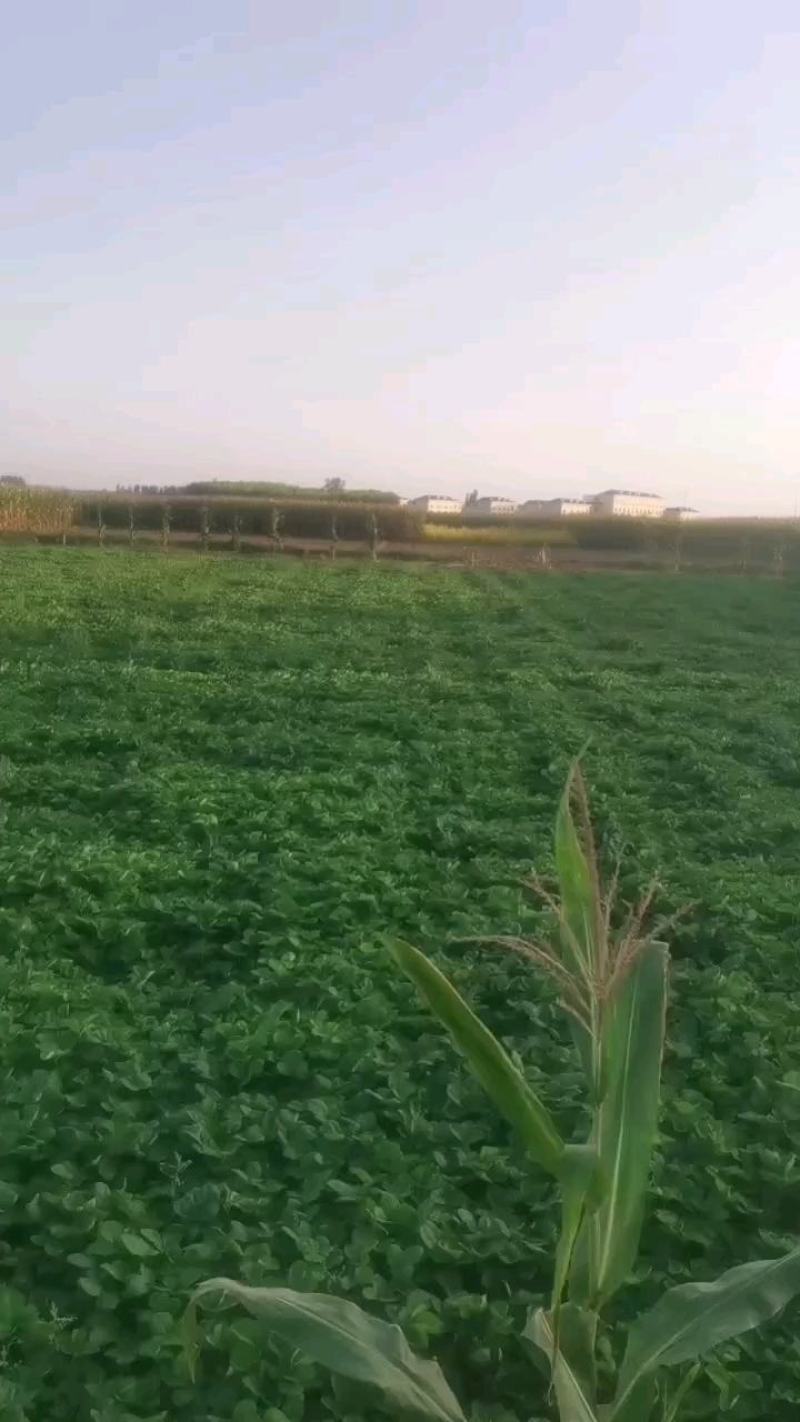 脱毒甜查理草莓苗