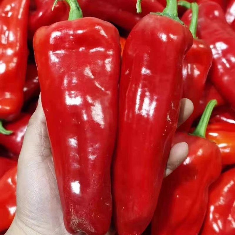 红泡椒红线椒杠椒大量有货，现摘现发，欢迎订购。