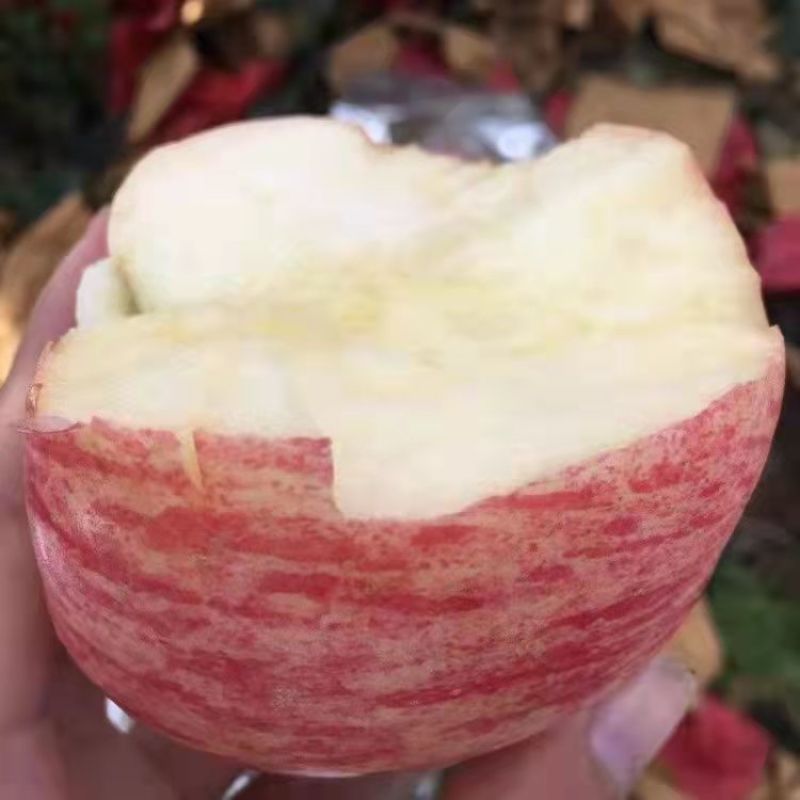 苹果苗嫁接巨森特大苹果树苗当年结果盆栽地栽南北方种植阳台