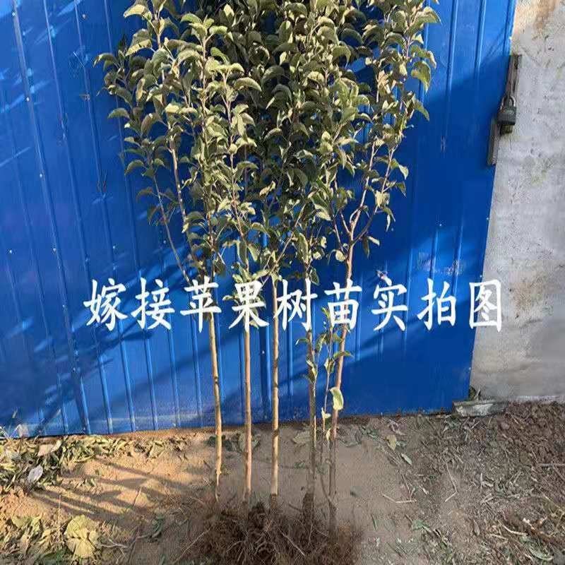 苹果苗嫁接巨森特大苹果树苗当年结果盆栽地栽南北方种植阳台