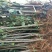 苹果苗嫁接巨森特大苹果树苗当年结果盆栽地栽南北方种植阳台