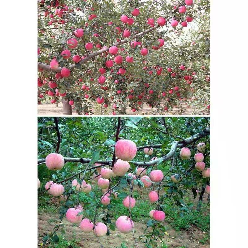 苹果苗嫁接巨森特大苹果树苗当年结果盆栽地栽南北方种植阳台