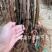 苹果苗嫁接巨森特大苹果树苗当年结果盆栽地栽南北方种植阳台