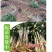 苹果苗嫁接巨森特大苹果树苗当年结果盆栽地栽南北方种植阳台