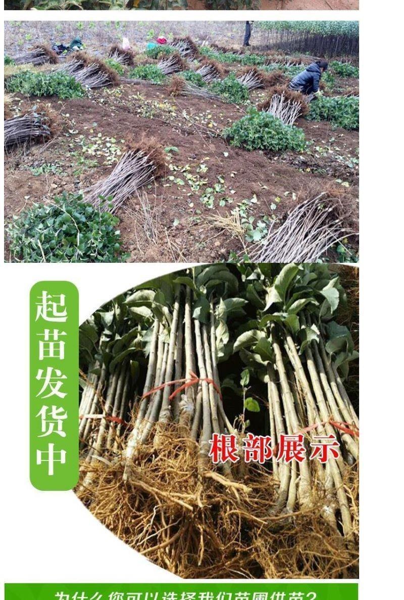 苹果苗嫁接巨森特大苹果树苗当年结果盆栽地栽南北方种植阳台