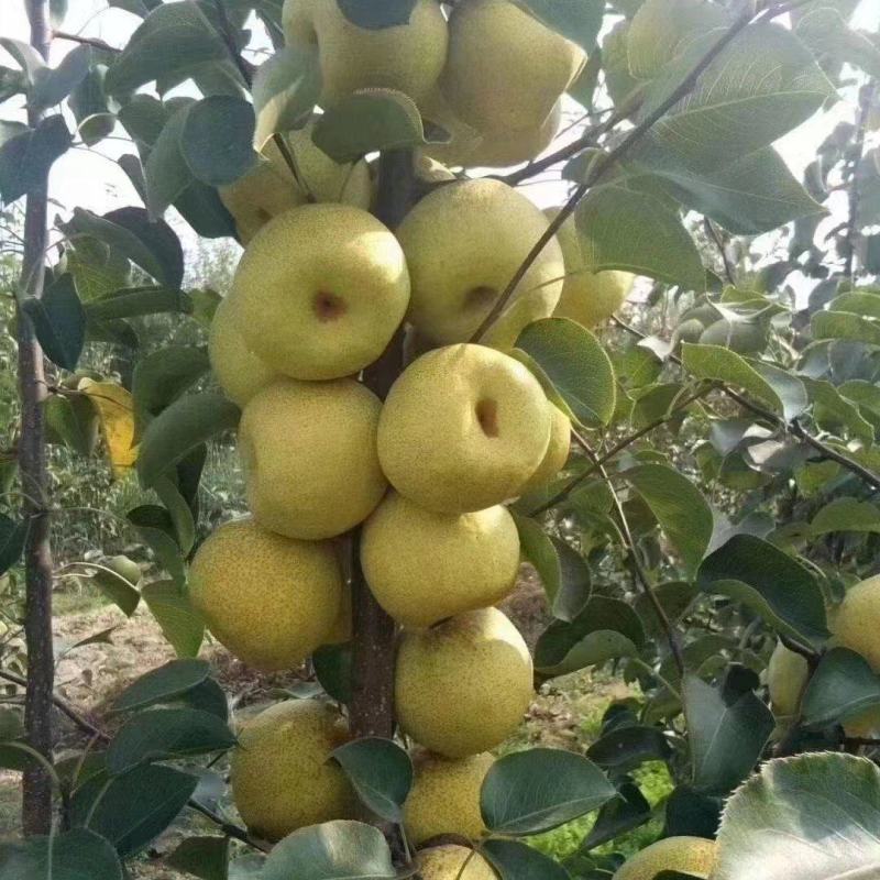 砀山酥梨榨汁果