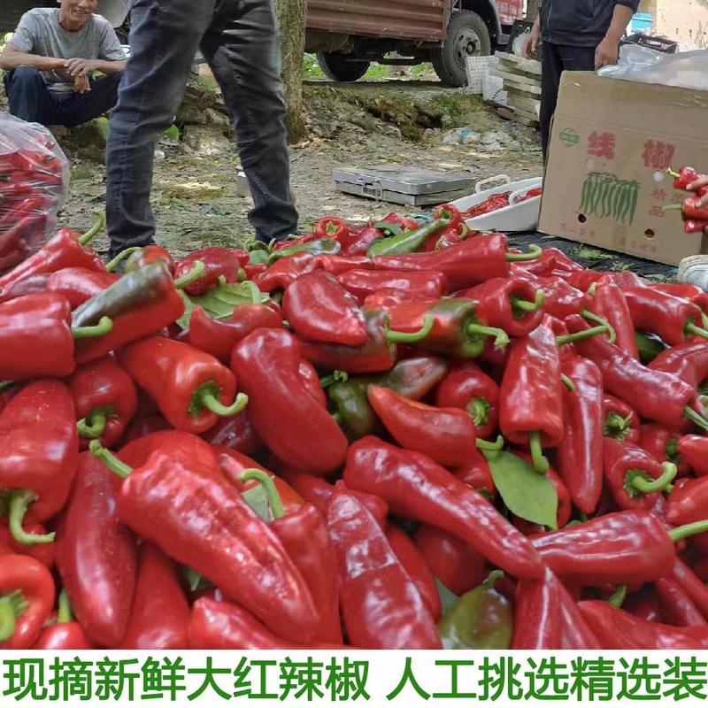 红泡椒红线椒杠椒大量有货，现摘现发，欢迎订购。