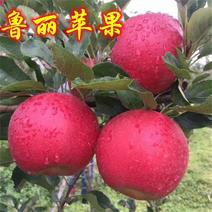 早熟新品种苹果树苗鲁丽苹果苗南北方种植