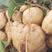 地瓜凉薯产地大量供应，量大从优，欢迎订购。