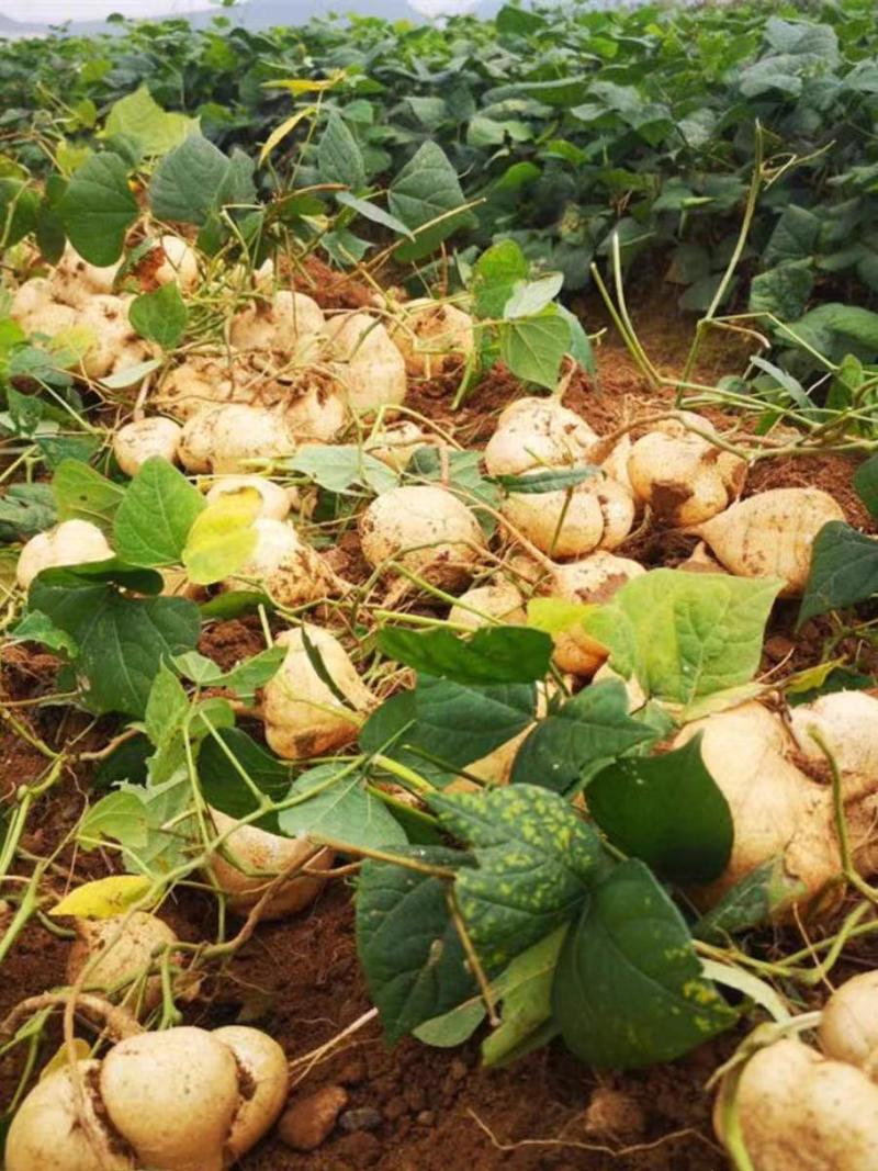 地瓜凉薯产地大量供应，量大从优，欢迎订购。