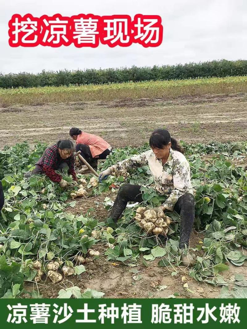 地瓜凉薯产地大量供应，量大从优，欢迎订购。