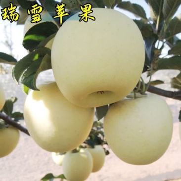 瑞雪苹果树苗嫁接苹果树苗苹果苗地栽当年结果南方北方种植易