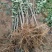 瑞雪苹果树苗嫁接苹果树苗苹果苗地栽当年结果南方北方种植易