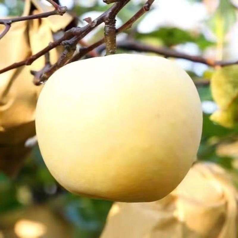 瑞雪苹果树苗嫁接苹果树苗苹果苗地栽当年结果南方北方种植易