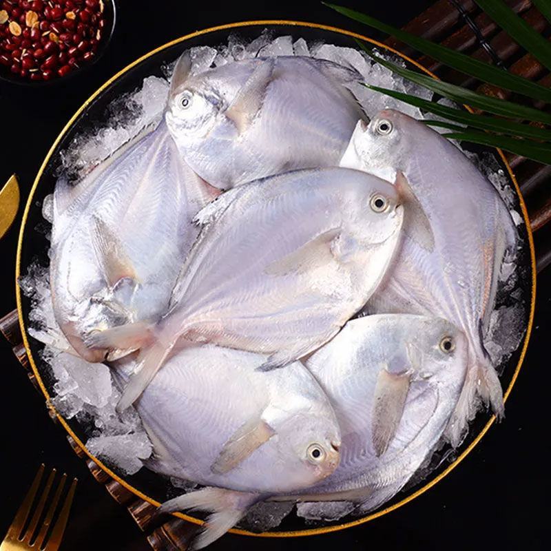 新货银鲳鱼深海新鲜鲜活海鲜冷冻深海白鲳平鱼昌鱼新鲜水产镜
