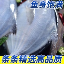 新货银鲳鱼深海新鲜鲜活海鲜冷冻深海白鲳平鱼昌鱼新鲜水产镜