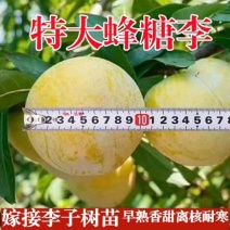 新品种无核冰糖李树苗蜂糖无核李子苗当年结果南北方种植盆栽