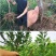 新品种无核冰糖李树苗蜂糖无核李子苗当年结果南北方种植盆栽