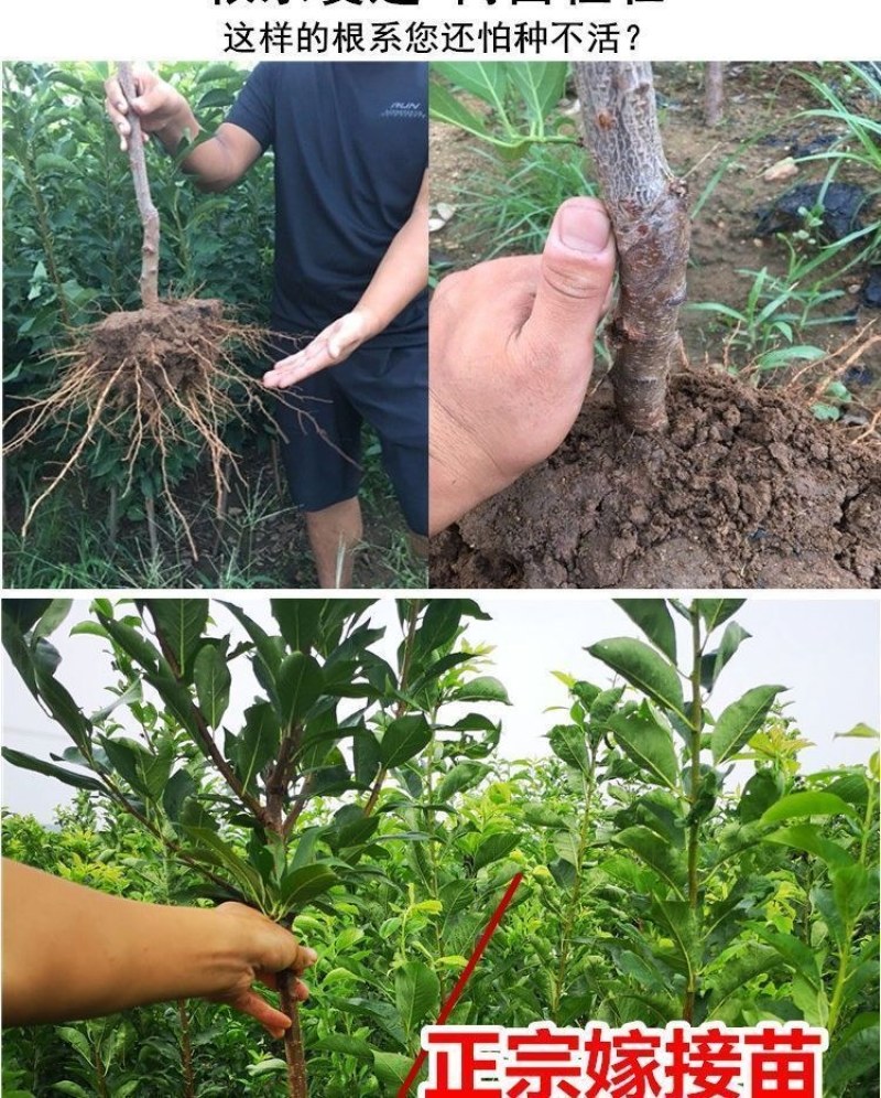 新品种无核冰糖李树苗蜂糖无核李子苗当年结果南北方种植盆栽