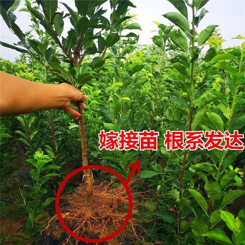 新品种无核冰糖李树苗蜂糖无核李子苗当年结果南北方种植盆栽