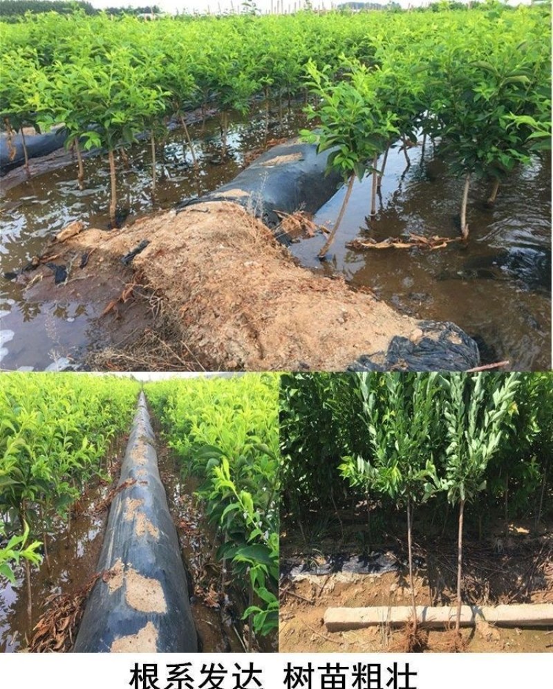 新品种无核冰糖李树苗蜂糖无核李子苗当年结果南北方种植盆栽