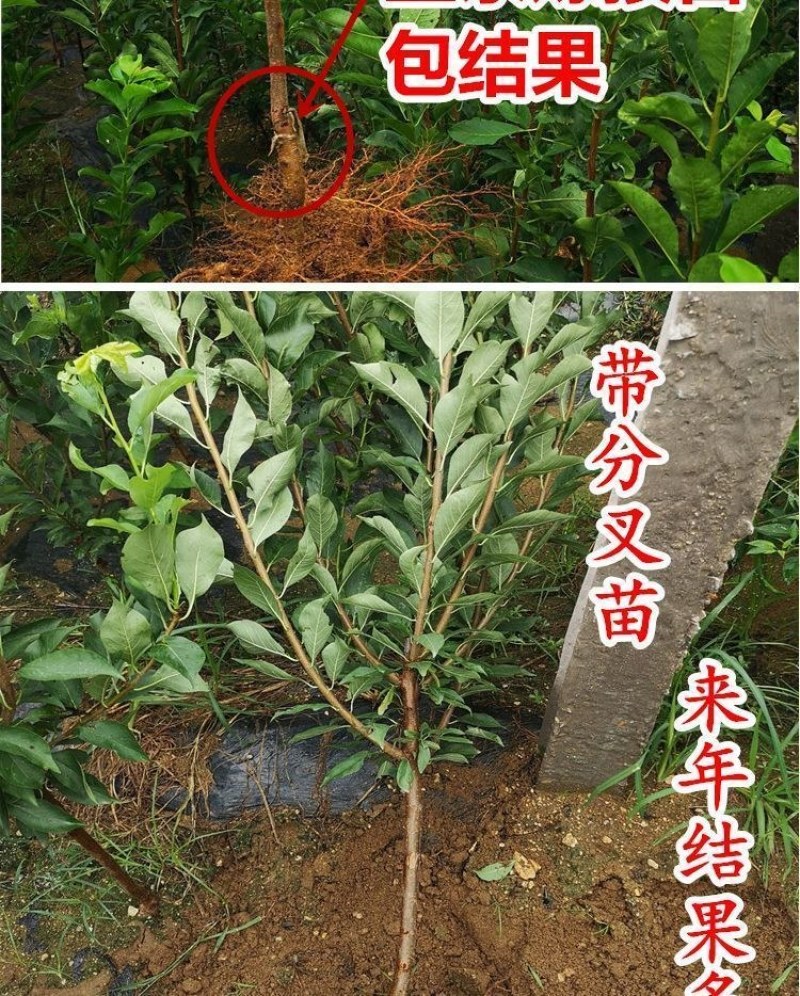 新品种无核冰糖李树苗蜂糖无核李子苗当年结果南北方种植盆栽