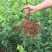 新品种无核冰糖李树苗蜂糖无核李子苗当年结果南北方种植盆栽