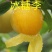 新品种无核冰糖李树苗蜂糖无核李子苗当年结果南北方种植盆栽