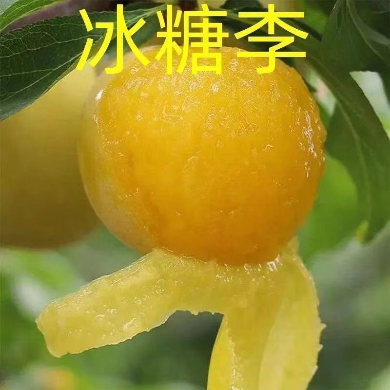 新品种无核冰糖李树苗蜂糖无核李子苗当年结果南北方种植盆栽