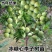 新品种无核冰糖李树苗蜂糖无核李子苗当年结果南北方种植盆栽