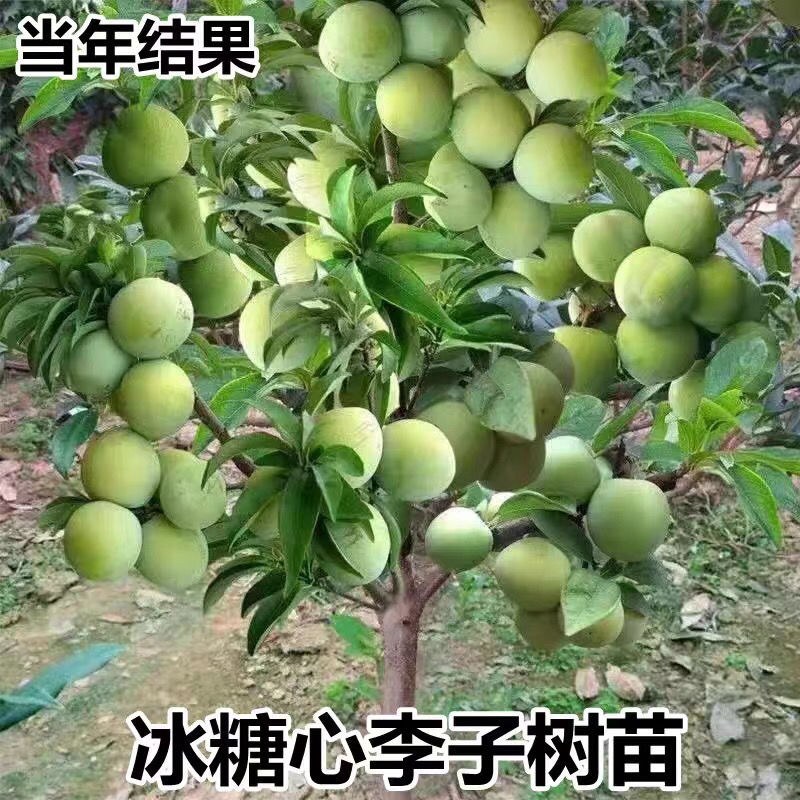 新品种无核冰糖李树苗蜂糖无核李子苗当年结果南北方种植盆栽