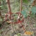 新品种无核冰糖李树苗蜂糖无核李子苗当年结果南北方种植盆栽