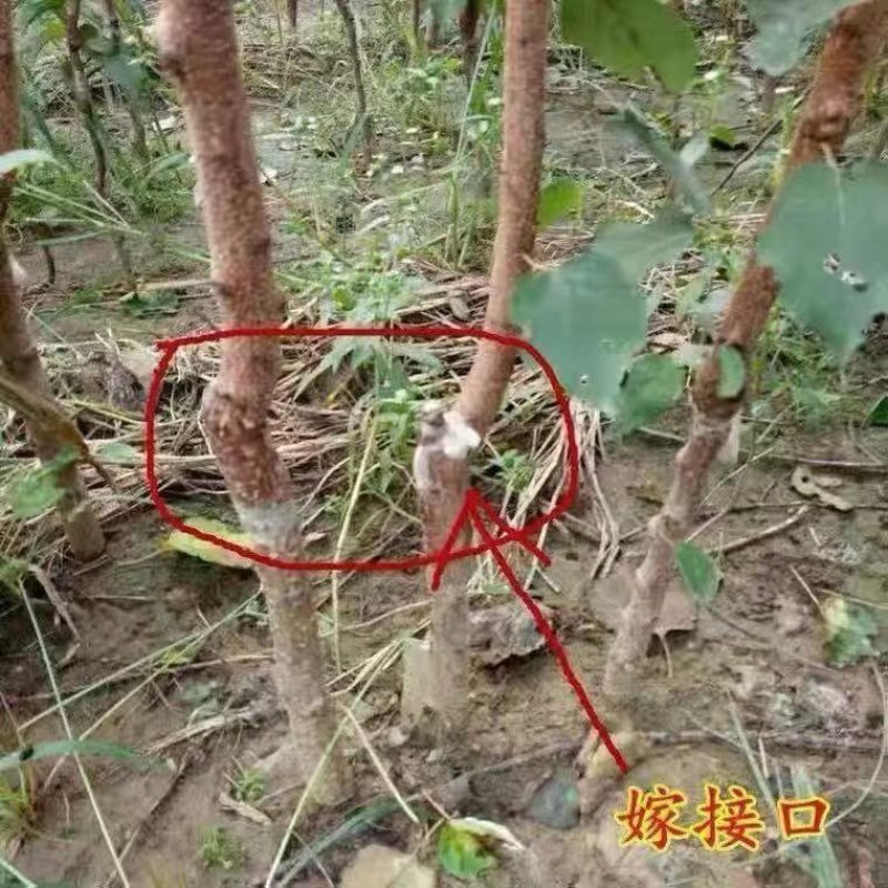 新品种无核冰糖李树苗蜂糖无核李子苗当年结果南北方种植盆栽