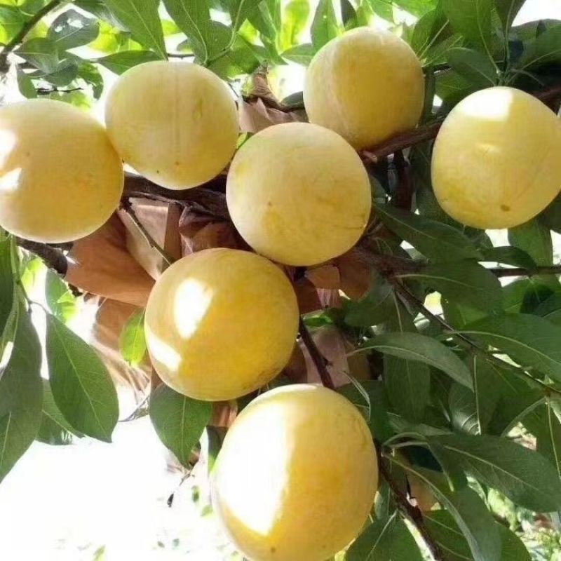 新品种无核冰糖李树苗蜂糖无核李子苗当年结果南北方种植盆栽