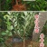 新品种无核冰糖李树苗蜂糖无核李子苗当年结果南北方种植盆栽