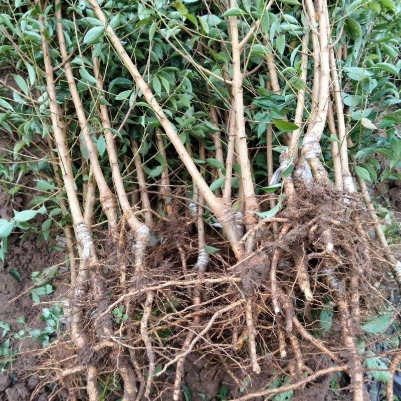 新品种无核冰糖李树苗蜂糖无核李子苗当年结果南北方种植盆栽