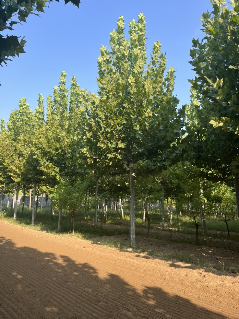 法桐10公分12公分15公分18公分20公分30公分