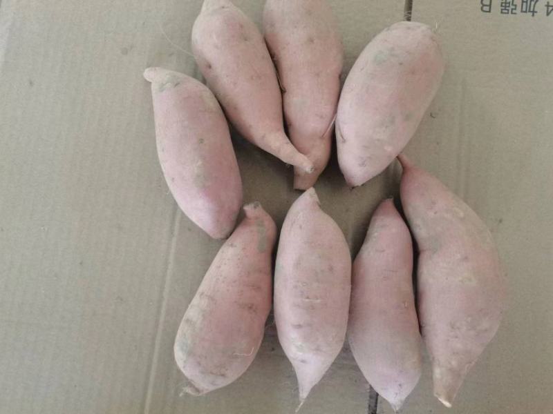 烟薯西瓜红蜜薯白哈蜜冰糖薯紫薯龙九