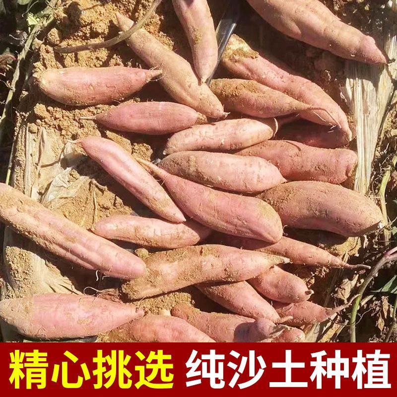 烟薯西瓜红蜜薯白哈蜜冰糖薯紫薯龙九
