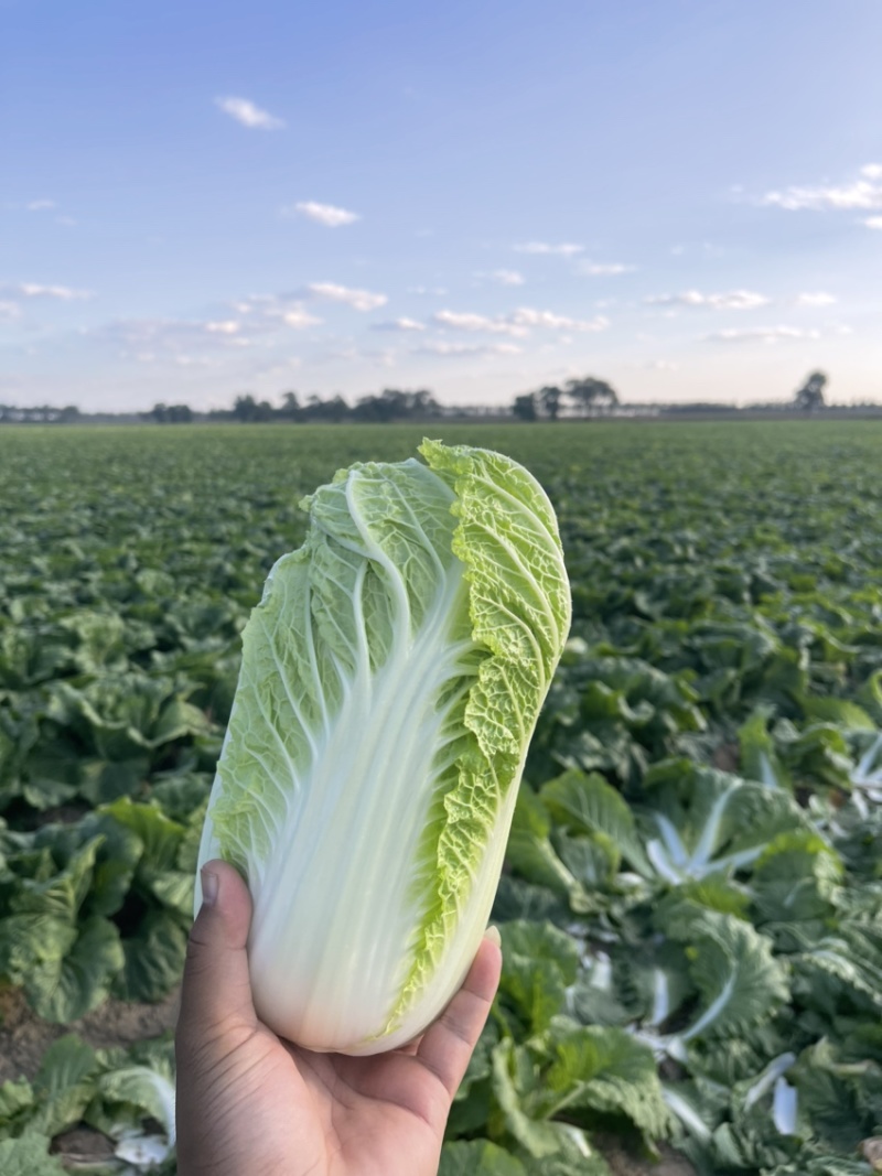 白菜代办黄芯菜辽宁缸菜产地直发保质保量