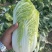 白菜代办黄芯菜辽宁缸菜产地直发保质保量